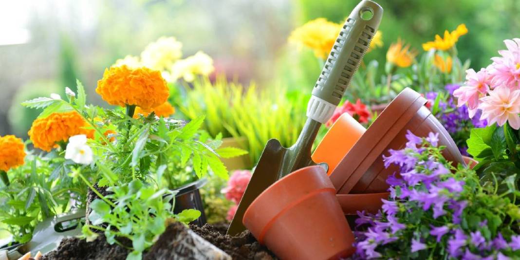 Hem güzel kokar hem de sivrisinekleri kovar! Yaz bahçelerinin gizli kahramanı: Haziran gelmeden mutlaka ekin 3